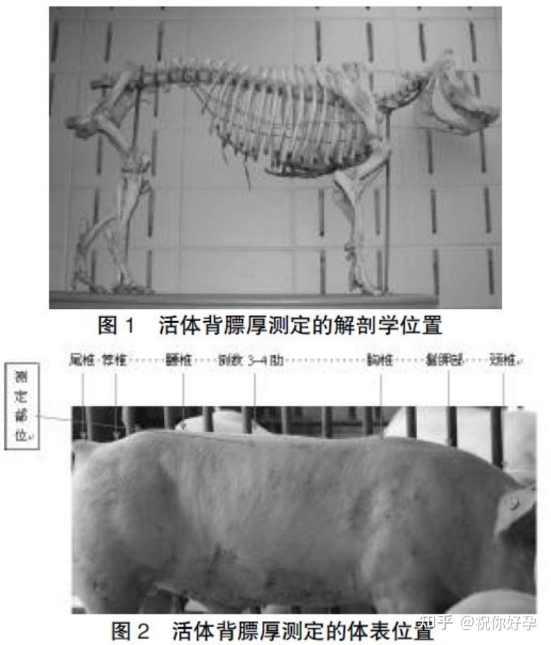 猪活体背膘厚、眼肌面积(B超)测定方法的研究 - 知乎