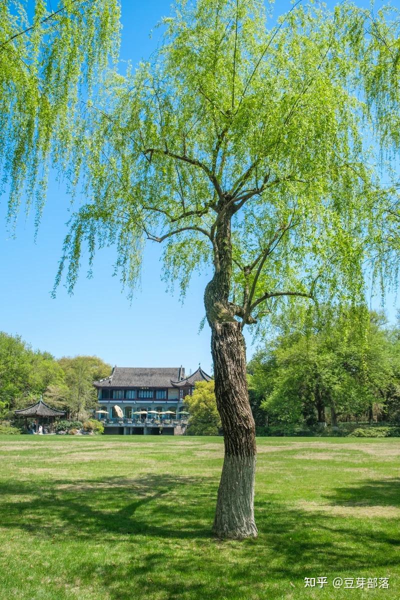 柳浪闻莺,一处充满诗意与浪漫的胜地