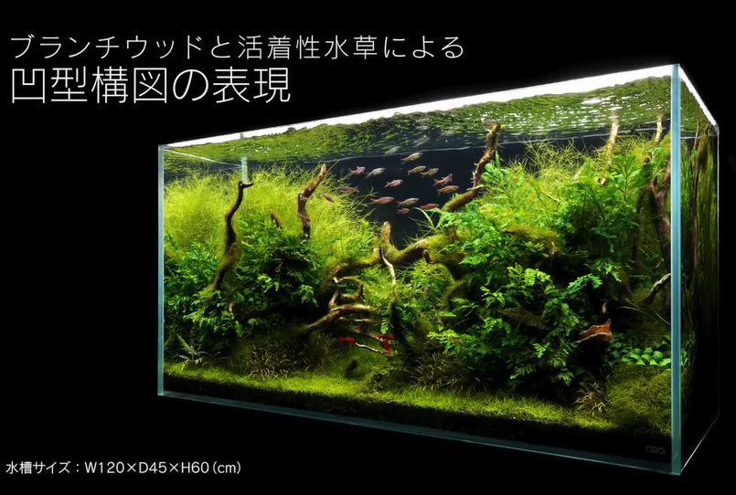 流木凹形结构造景 生动的小树林 知乎 流木凹形结构造景 生动的小树林 知乎