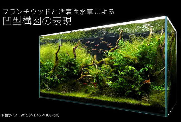 流木凹形结构造景 生动的小树林 知乎 流木凹形结构造景 生动的小树林 知乎