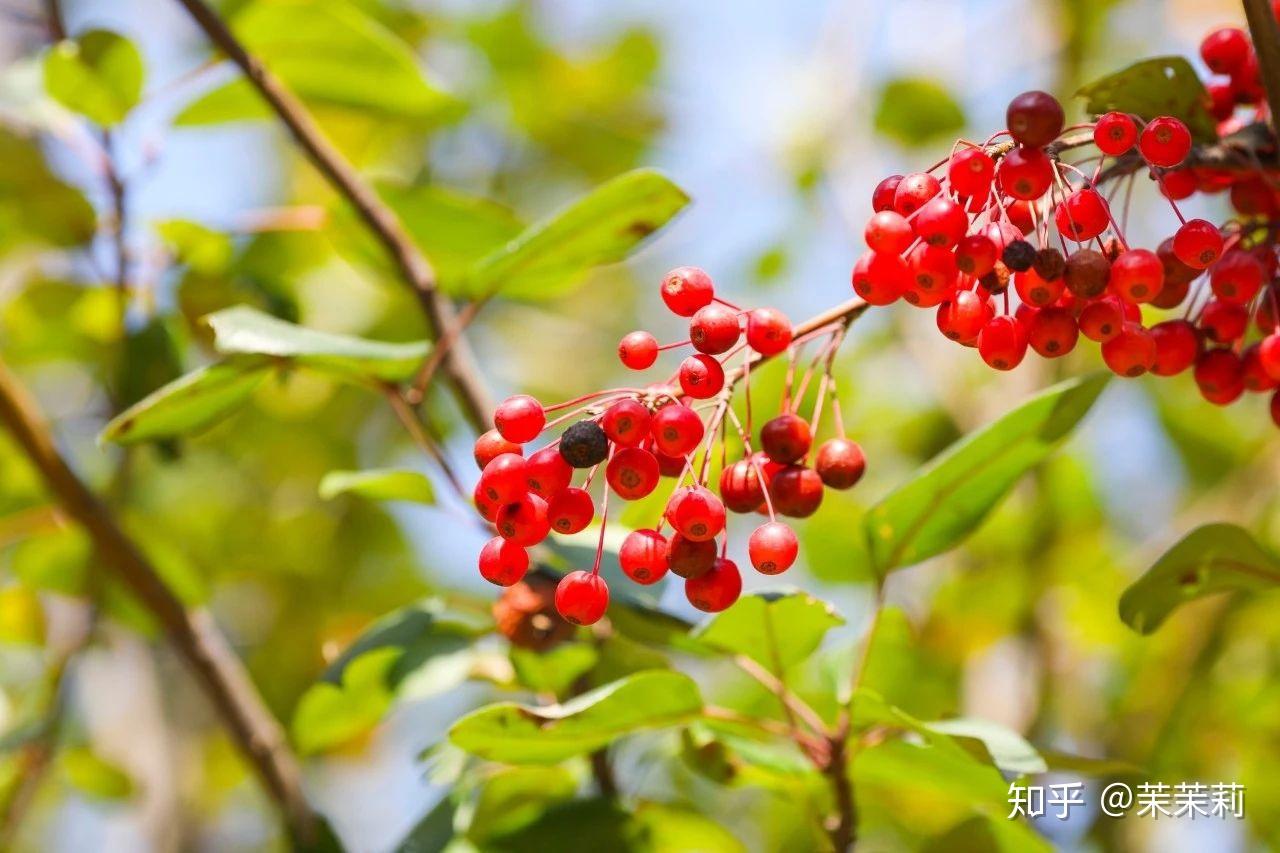 red beans grow in southern land.願君多采擷,此物最相思.紅豆