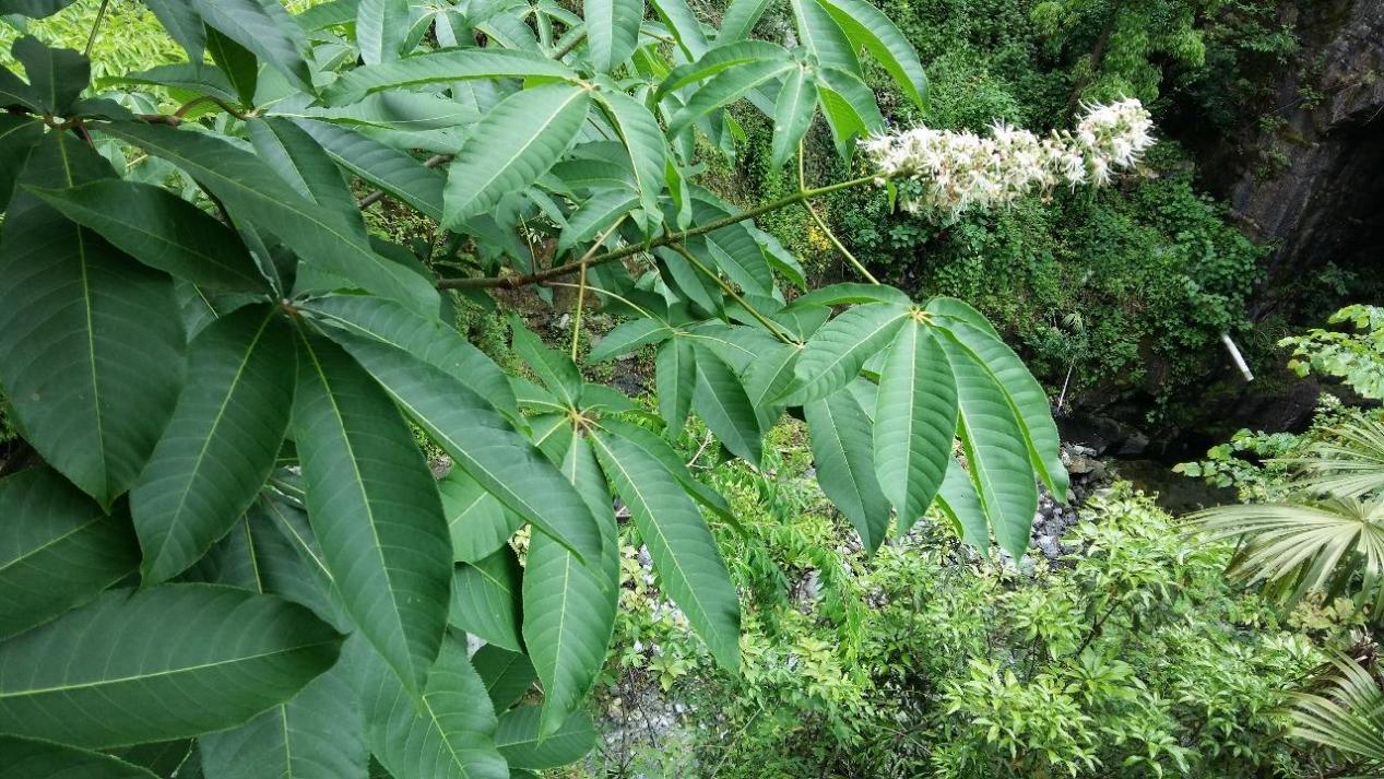 猴板栗——天师栗植物非试管高效快繁