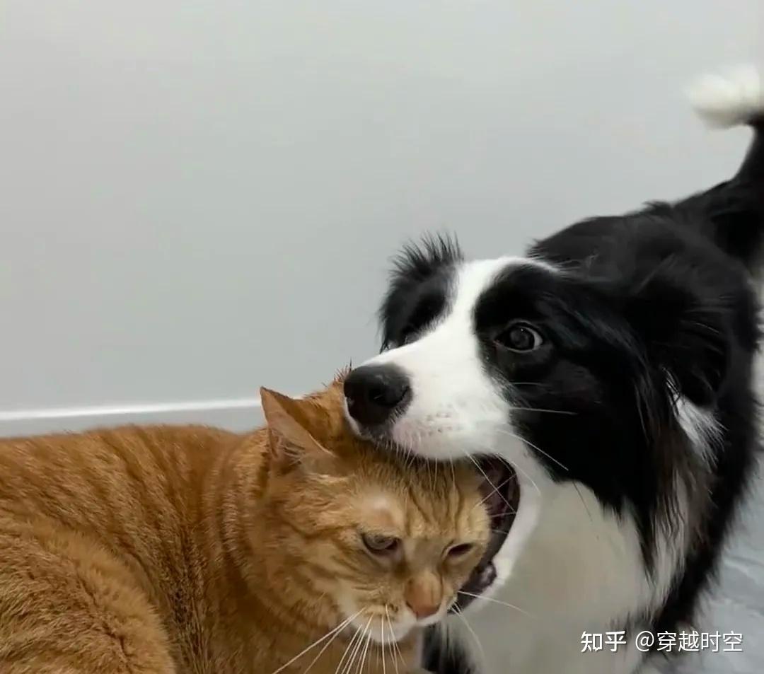 猫狗双全家庭的和谐密码,速看! - 知乎
