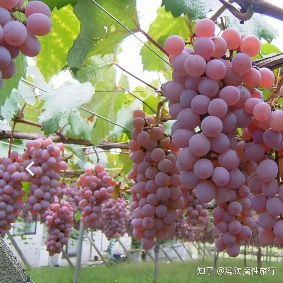 【地点·山梨】面积倒数,却是日本最大葡萄产区的山梨 - 知乎