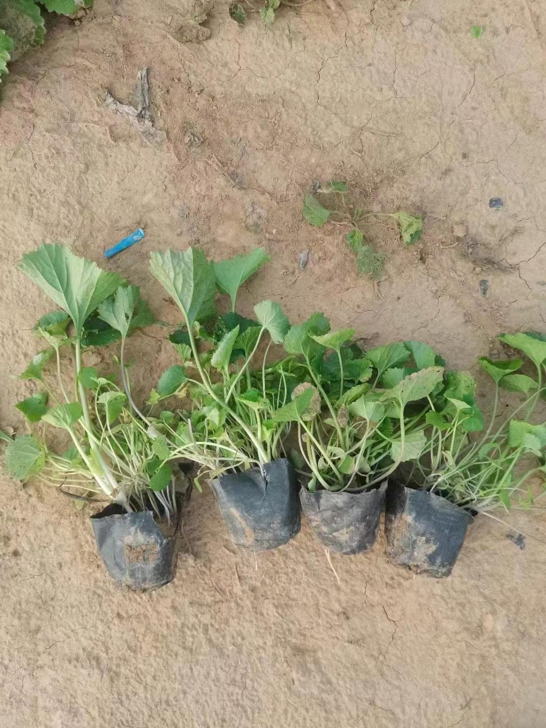 二月兰杯苗养护方法