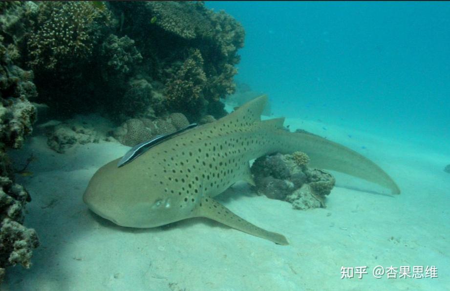 黄土高原曾经也是鲨鱼的家