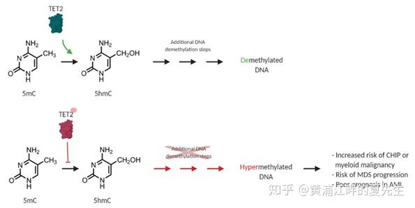 組蛋白甲基化修飾相關