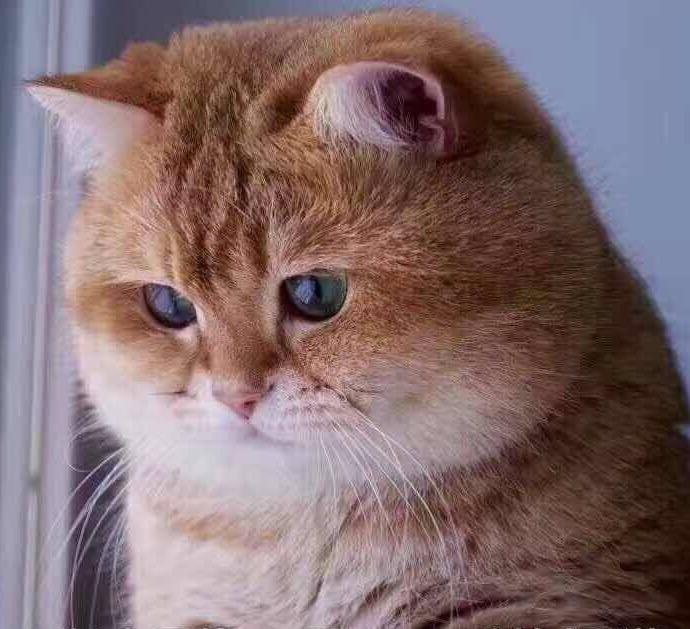 东野圭吾的《平行世界爱情故事》怎么评价?