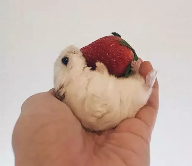 仓鼠躺手吃东西真是好萌好萌啊