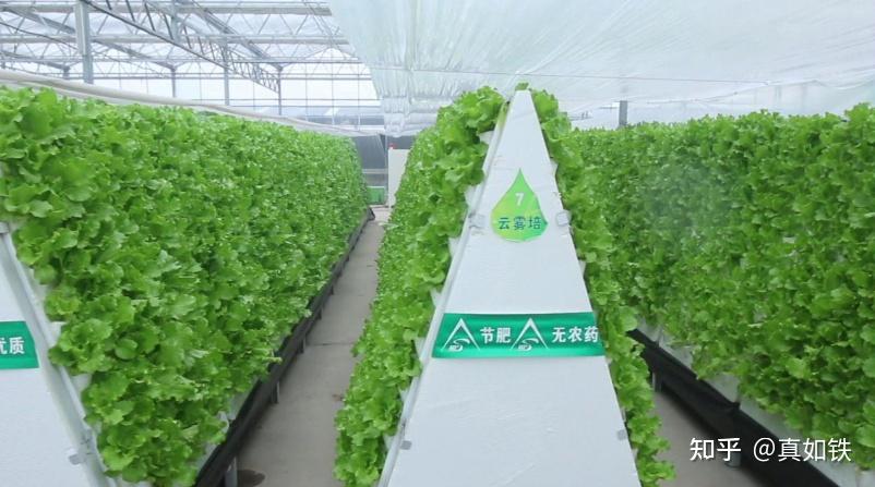 工厂化蔬菜气雾栽培技术