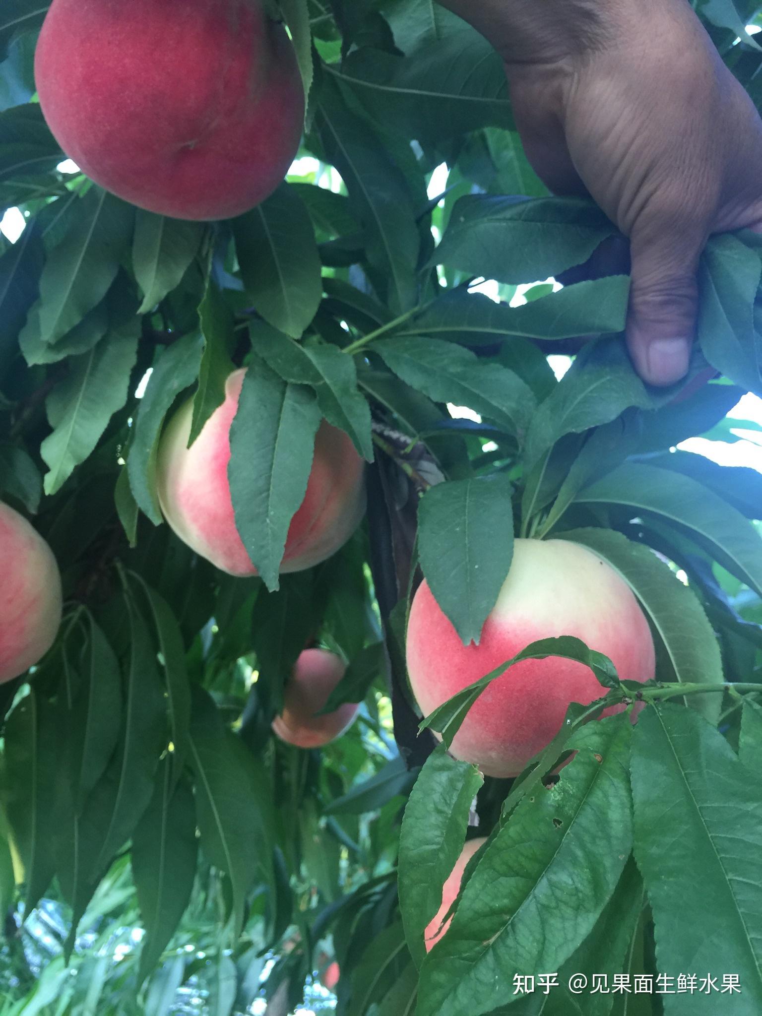 川中岛桃子精品大果脆甜