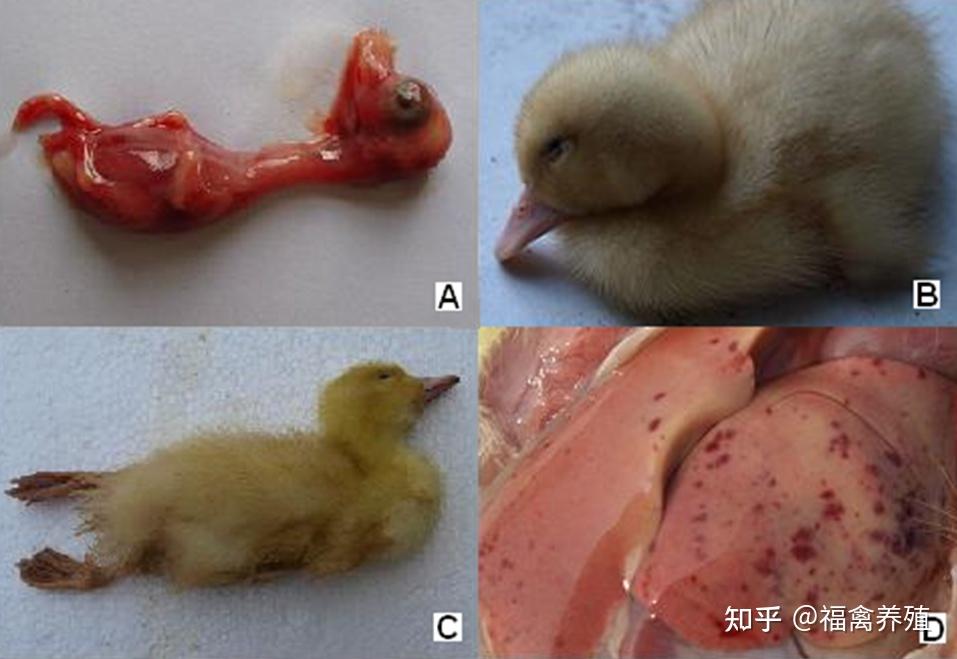 鸭肝炎的症状及图片图片