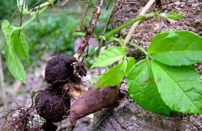 名贵药材三叶青栽培关键技术!