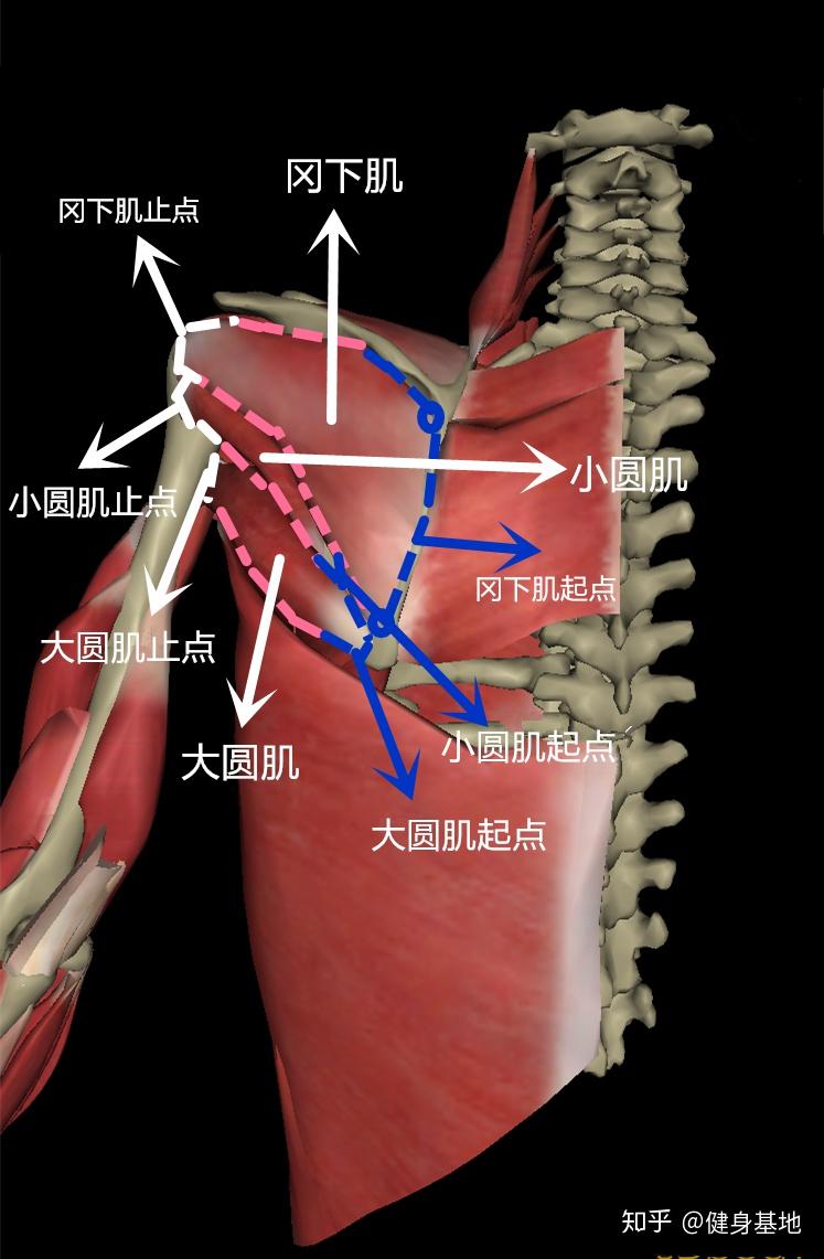 现自己有点高低肩,好像髋部也有点不一样高,怎