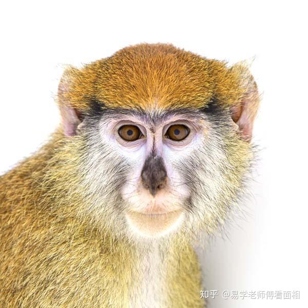 属鼠的和什么属相最配