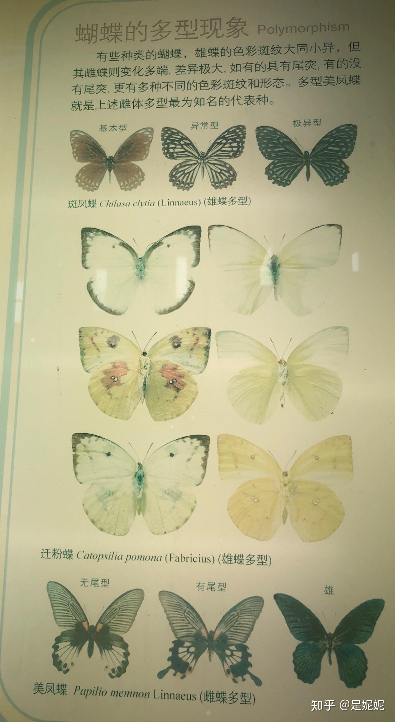 国家动物博物馆观蝶蝴蝶图鉴