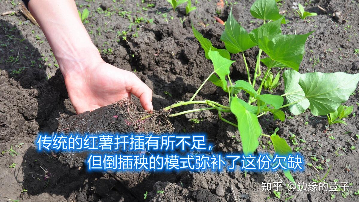 种植红薯流行"倒插秧",有何好处?多年老农教你,及时了解 - 知乎