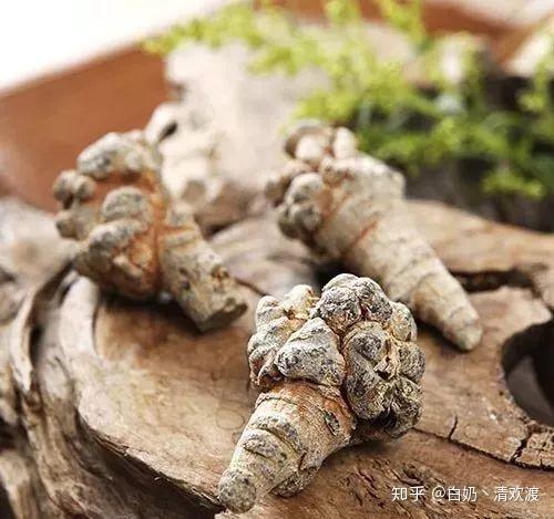 天麻三七一起吃竟然有這些作用80的人不知道