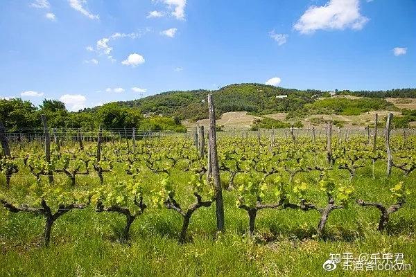 喝酒不懂北罗纳河谷难怪你混不进酒圈