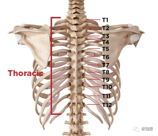 人体的胸椎共有12块,一般用t1~t12来称呼不同节段的胸椎
