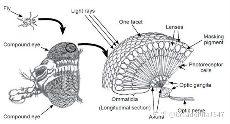 昆虫的复眼结构图片