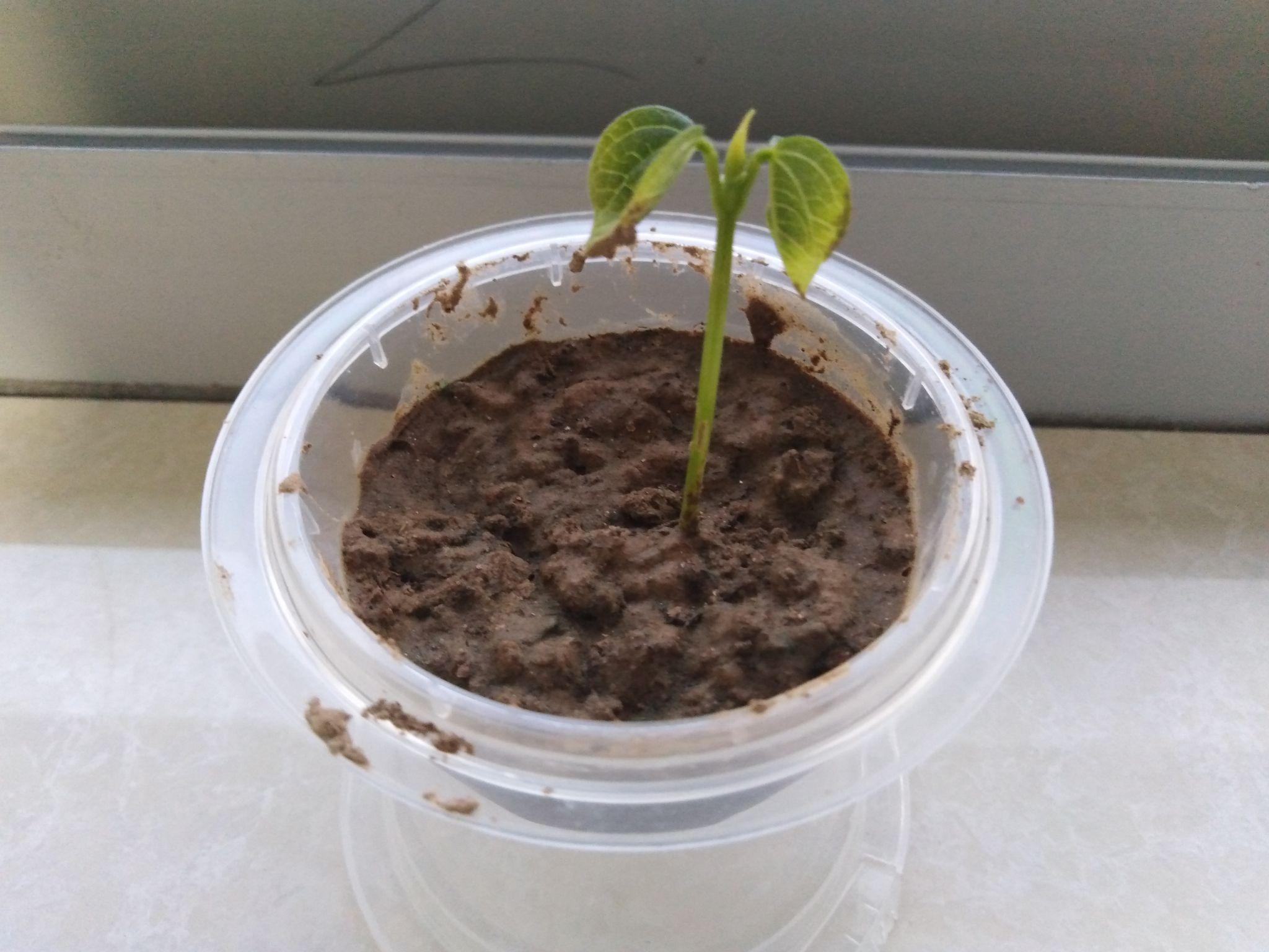 一篇断断续续普普通通的种红豆记录