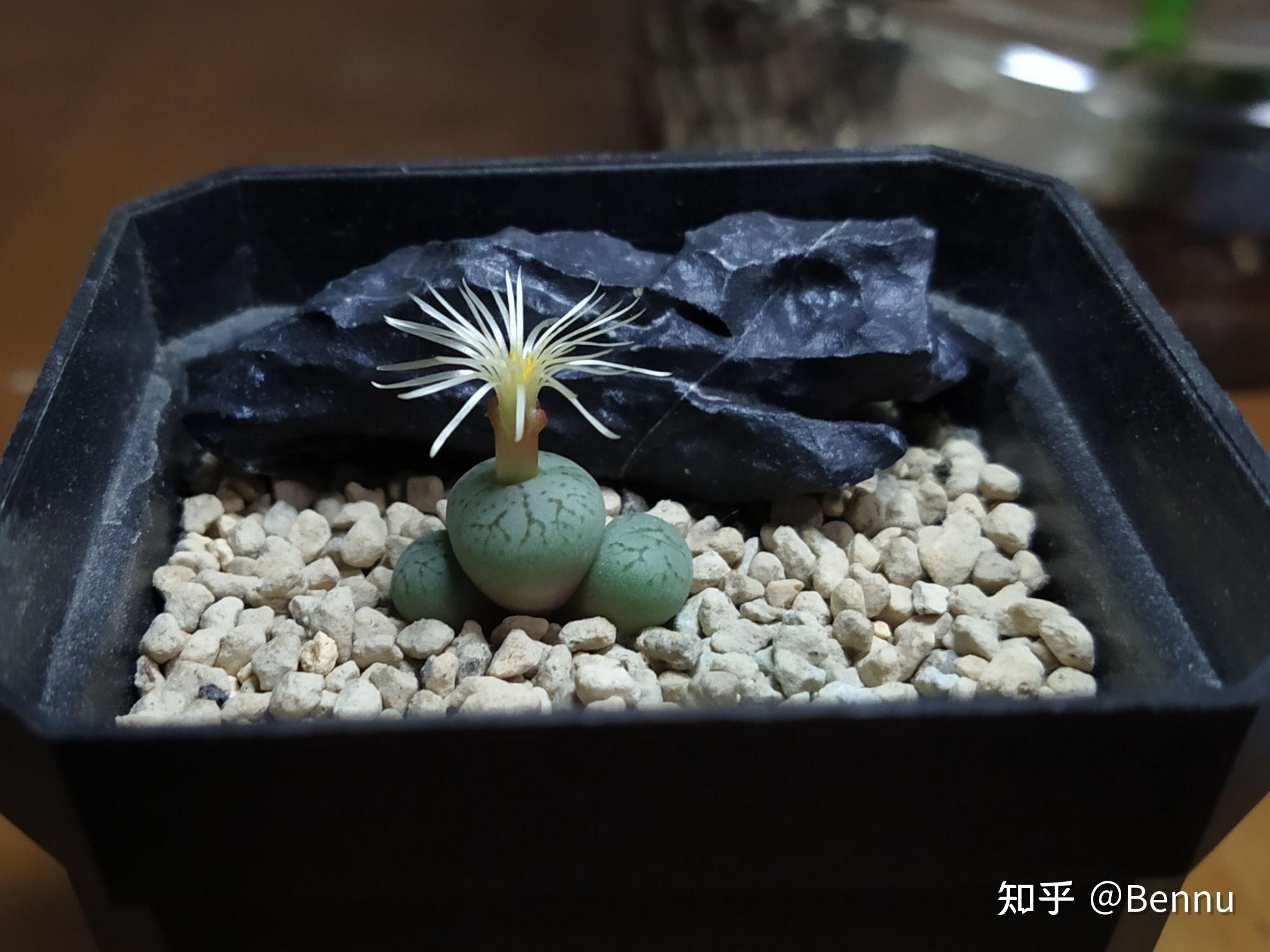 植物番杏科肉锥属清姬conophytumminimum