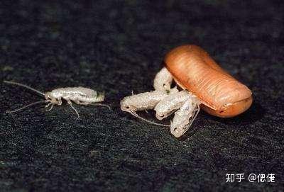 了解蟑螂的强大技能及如何灭蟑螂 知乎
