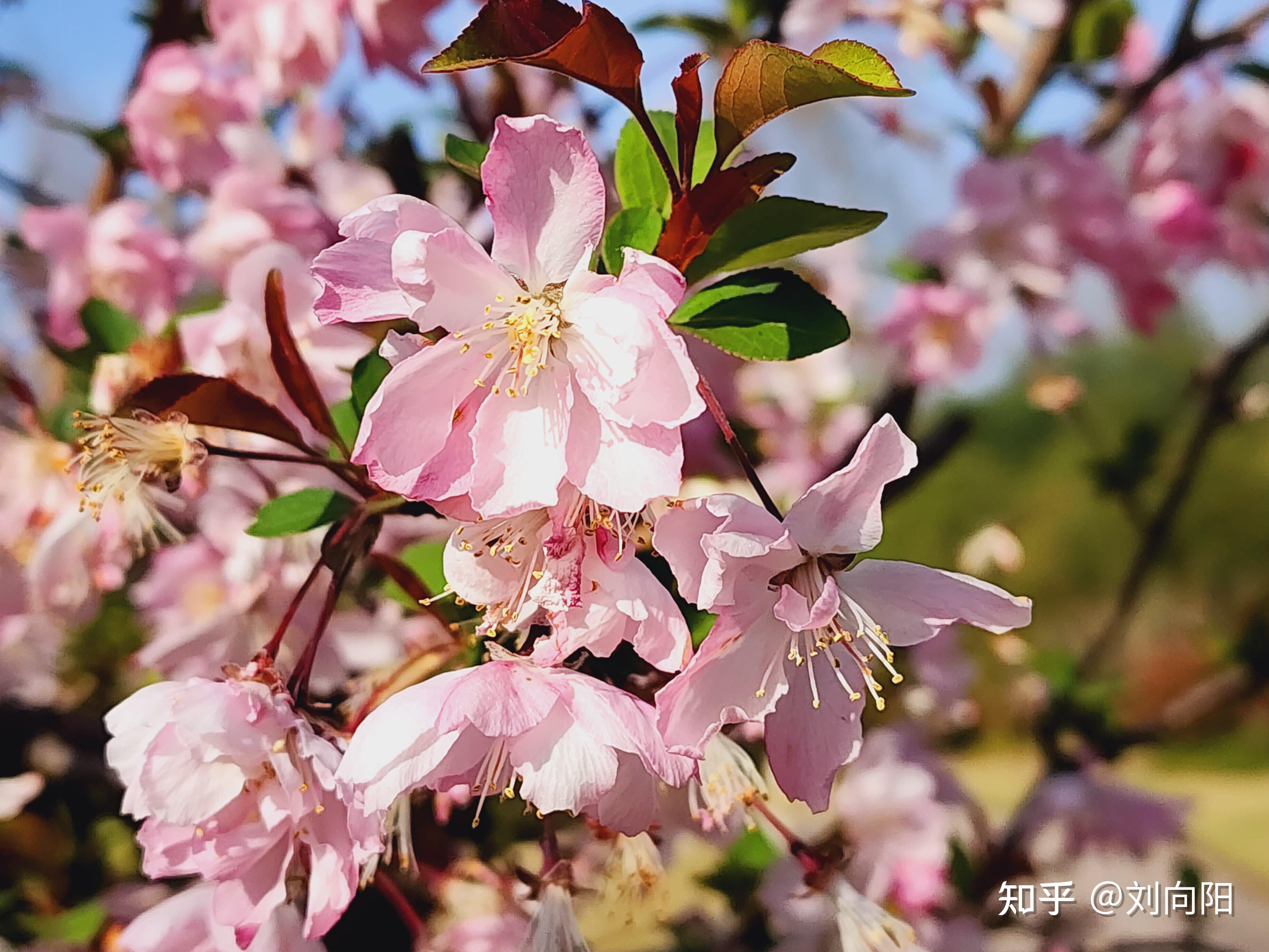 上海市高东樱花园2023年3月28日拍摄