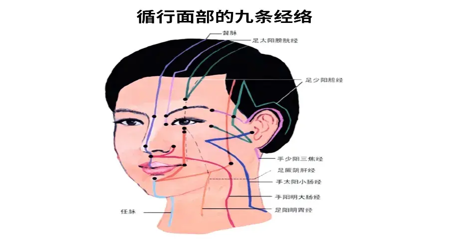 女性面部肝经经络图图片