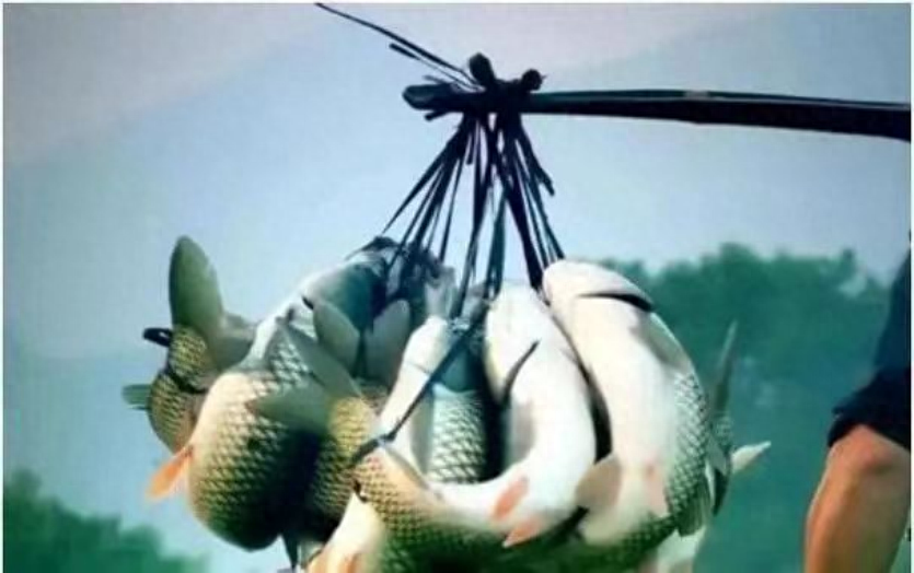 弓鱼术是怎么做到离水存活那么久的呢?揭秘背后的科学原理! - 知乎