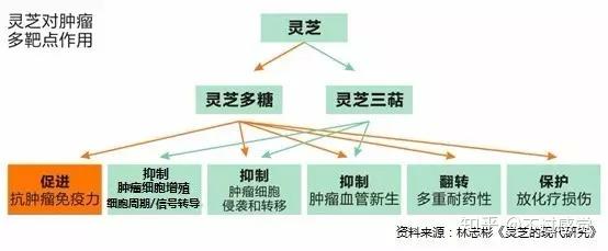 灵芝对抗癌症肿瘤的功效 知乎