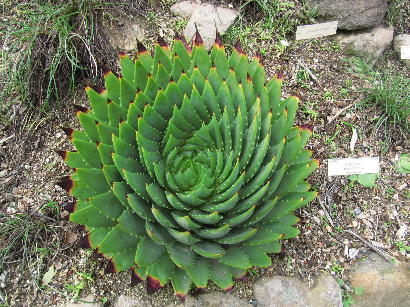 多肉植物全图鉴0 科属大表 1 知乎