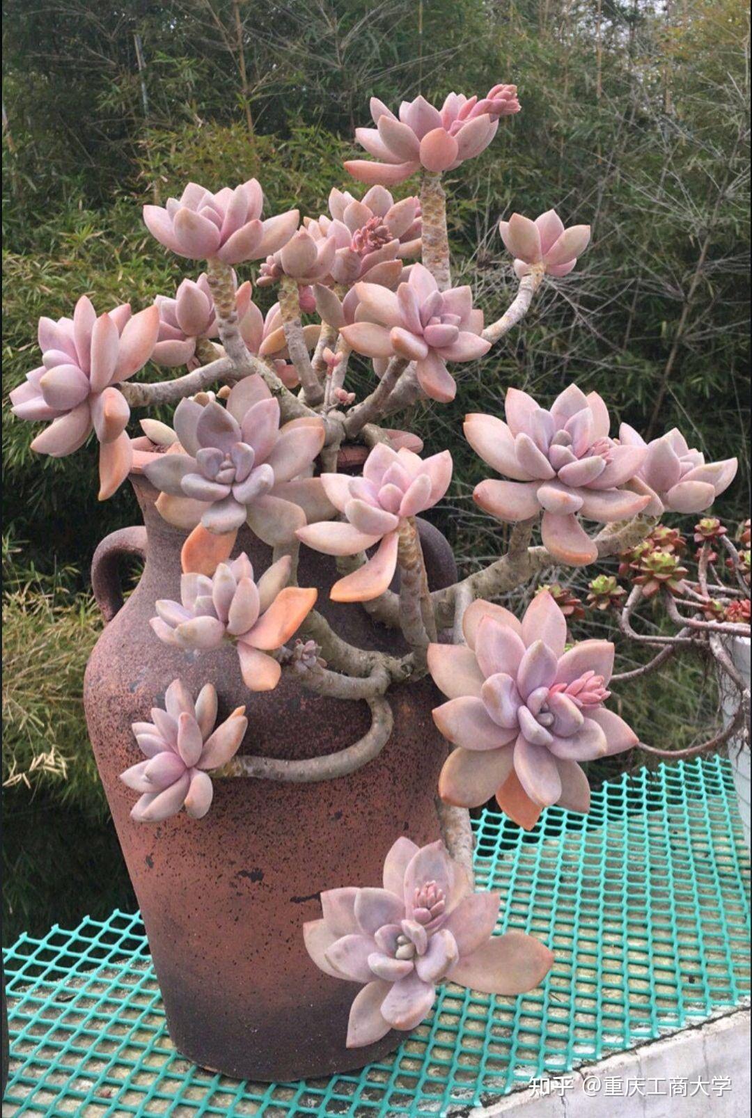 #值得推荐的40种多肉 10.冬美人 皮实耐操的多肉的杰出代表,有人说多肉好养,十有八九是ta养过冬美人,因为冬美人一年四季零维护纯露养,从来 ...