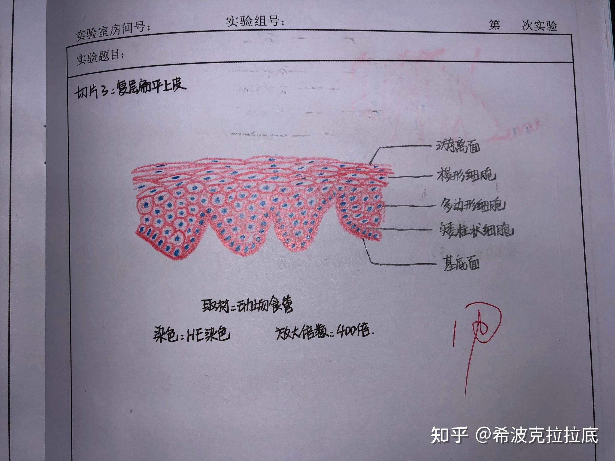 组胚上皮组织绘图图片