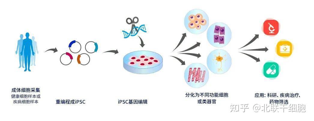 iPSC诱导多能干细胞技术应用前景：治疗2型糖尿病及其挑战 - 知乎