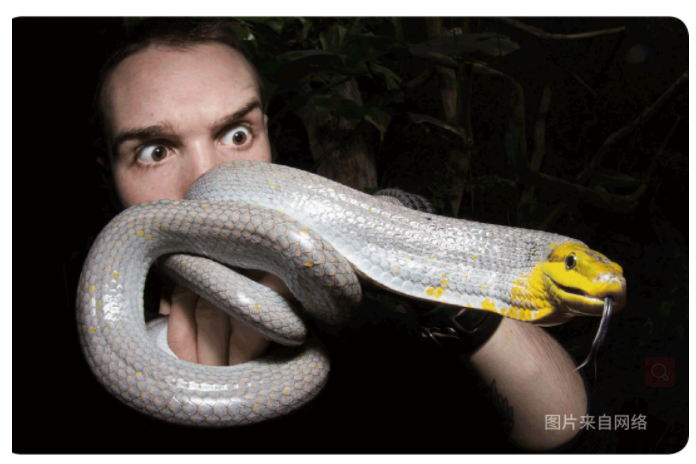 物种小谈┃红尾树栖锦蛇