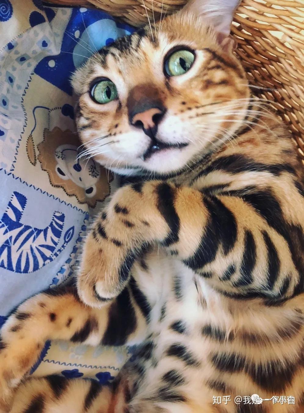 普吉岛的这间客栈里竟然有14只猫美女老板为了它们不惜卖掉自己的公寓