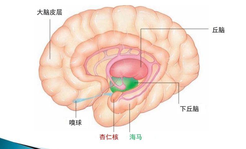 这种基因疾病会让患者的双侧杏仁核慢慢萎缩直至消失