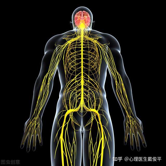 植物神经