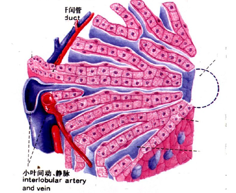 小叶间静脉图片