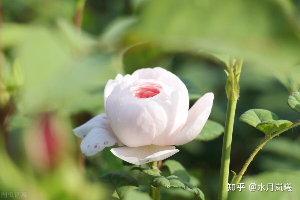 流年無恙,時光如初,願世間所有美好,都恰逢其時 - 知乎