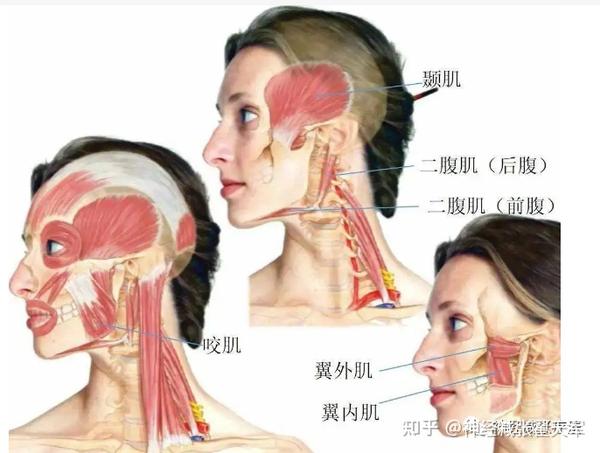 引起偏头痛的六块肌肉 - 知乎