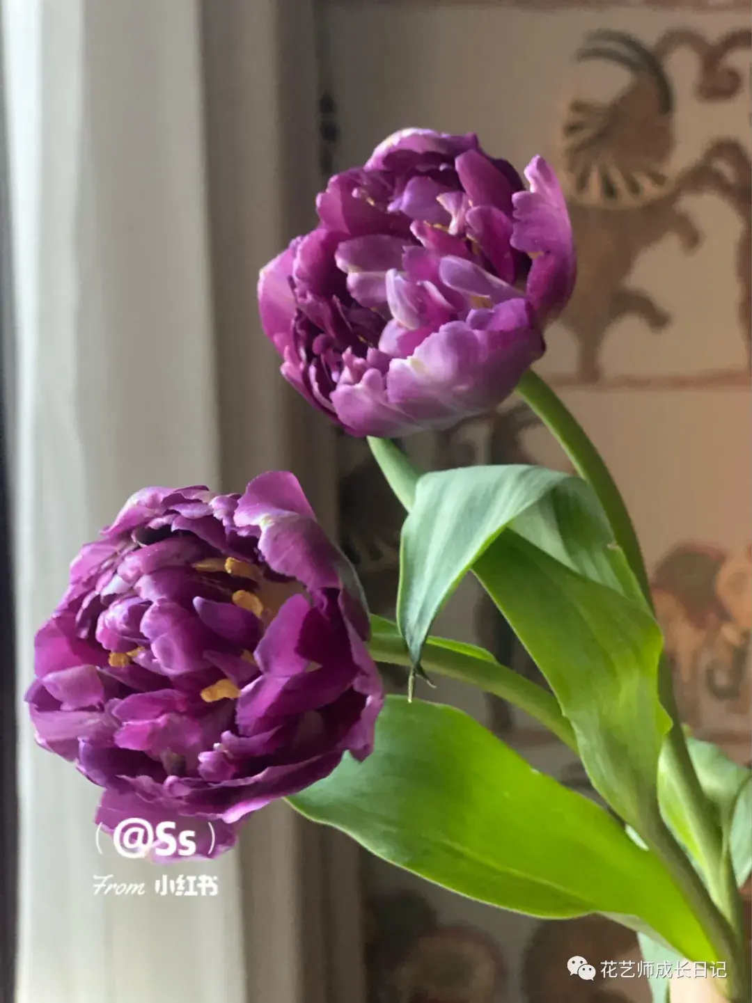 100朵郁金香 | 蓝莓挞重瓣郁金香,带灰色调的蓝紫色花朵~vol.