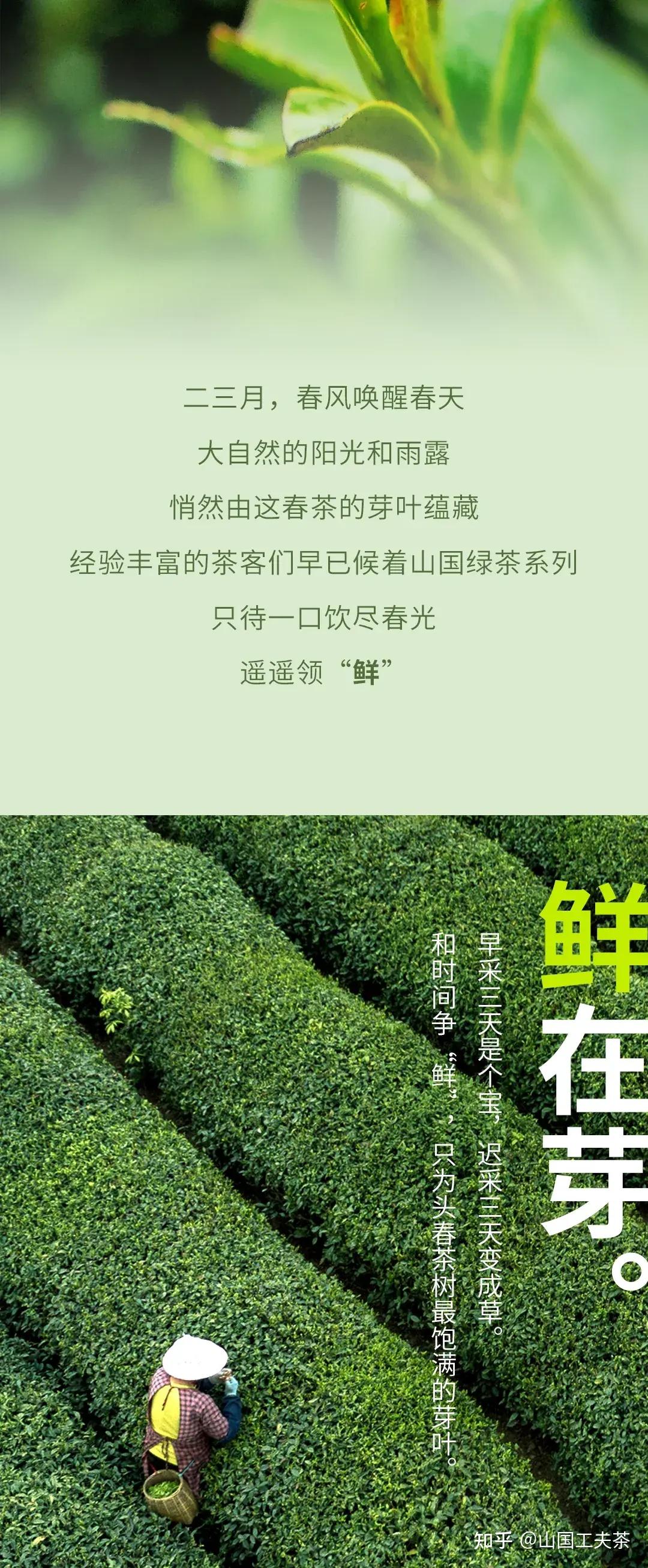 春茶上新山国绿茶遥遥领鲜