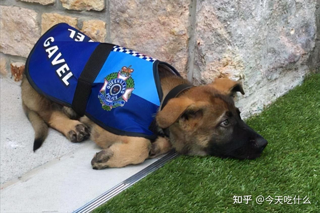 金毛,边牧:凭啥我们不能当警犬?