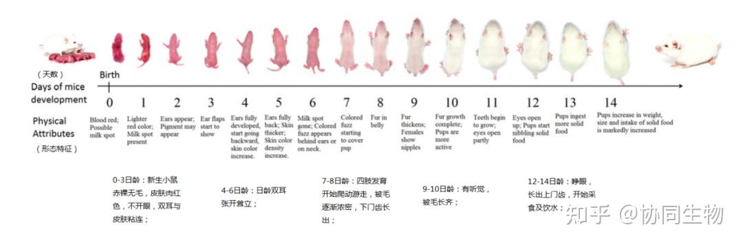 实验鼠该选多大合适?这里告诉你 - 知乎