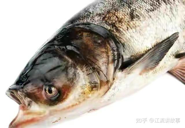 邓刚老师最喜欢钓的鱼种——鲢鳙 - 知乎