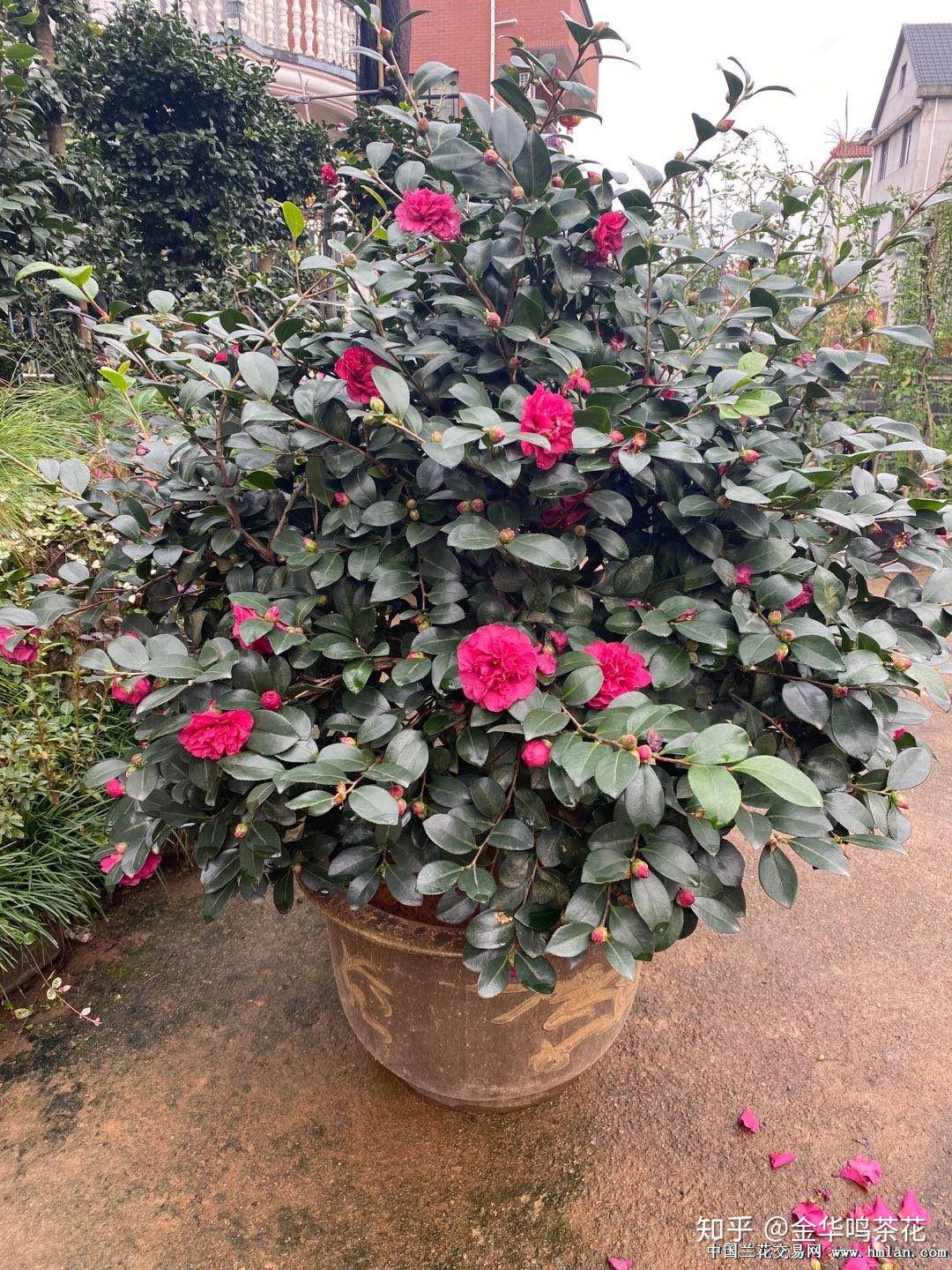 财神茶梅开花了