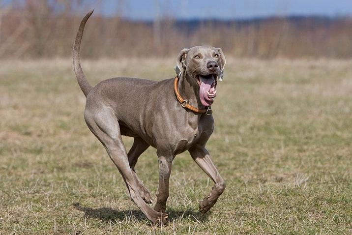 魏玛犬是优秀的猎鸟犬,同时具备追踪鹿和野猪等大型动物和水中叼回